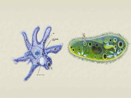 Царство протисты