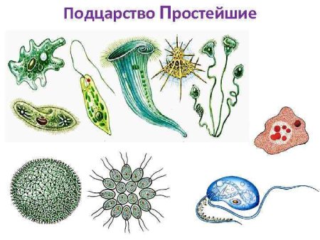 Царство протисты Подцарство