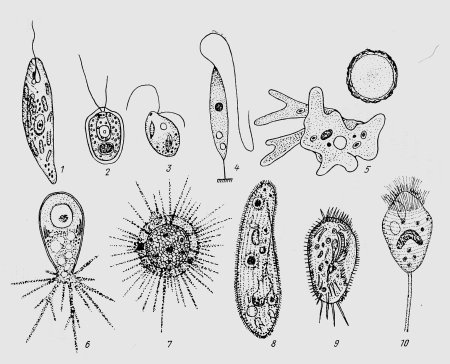 Инфузория туфелька циста
