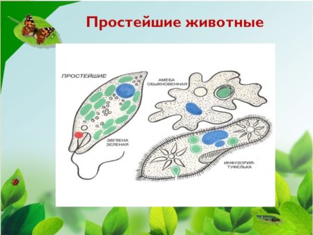 Примеры простейших животных