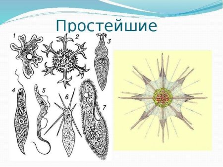 Царство простейшие