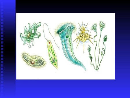 Царство протисты водоросли