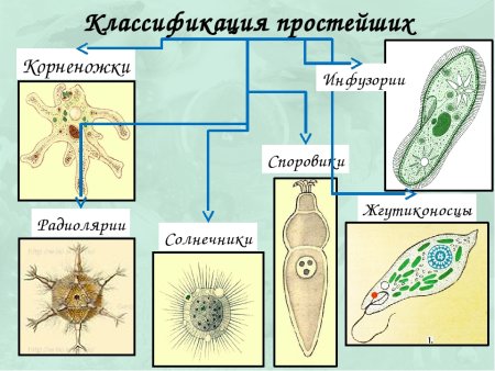 Корненожки радиолярии солнечники Споровики