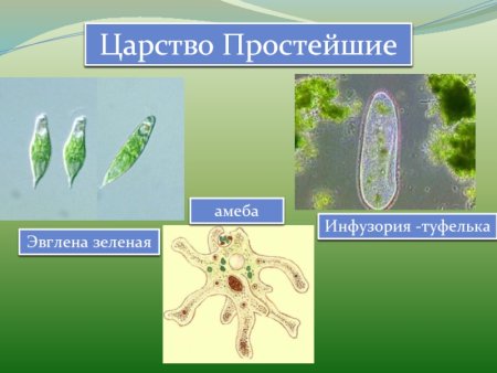 Царств царство протисты
