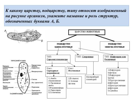 Царство животных Подцарство одноклеточные