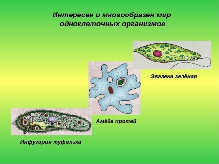 Амеба инфузория туфелька эвглена зеленая