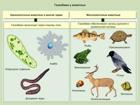 Одноклеточные животные 5 класс биология простейшие