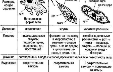 Строение одноклеточных царство протисты