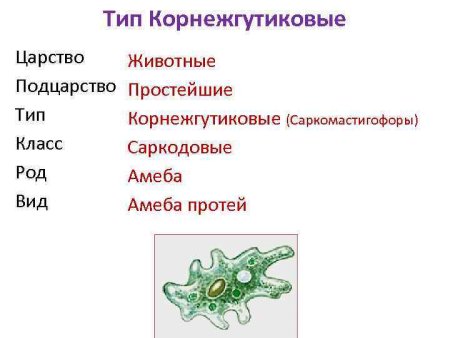 Амеба Протей Тип класс