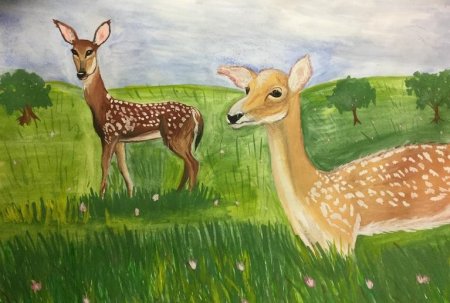 Животные рисунки