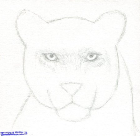 Рисунки пантеры карандашом для срисовки легкие