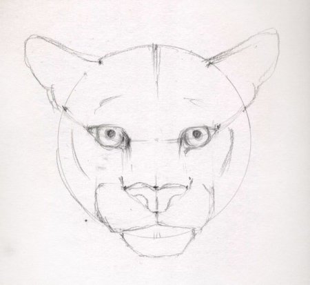 Лица животных карандашом