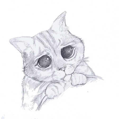 Рисунки котов карандашом