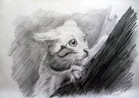 Мордочка кошки карандашом