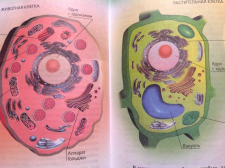 Рисунки по клеточкам собаки