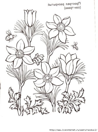 Растения России раскраска