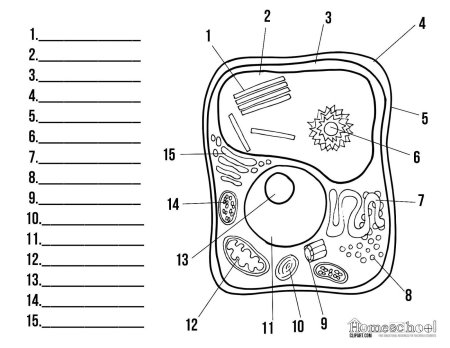 Зарисовки мелких растений