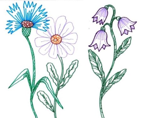 Полевые цветы раскраска