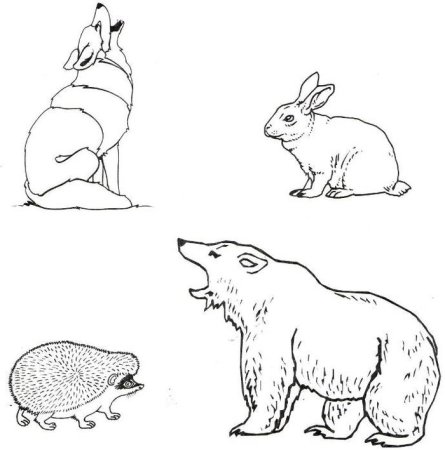 Зарисовки растений