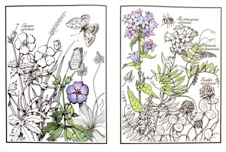 Раскраска "бабочки"