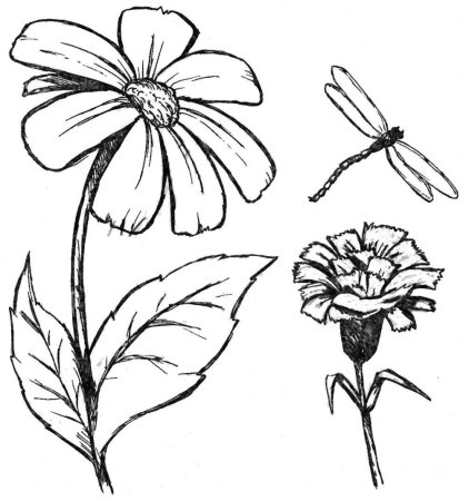 Скетчи растений