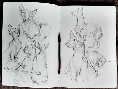 Скетчбуки для рисования животных