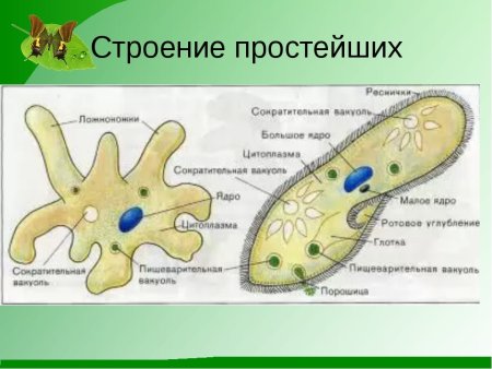 Строение клетки простейших