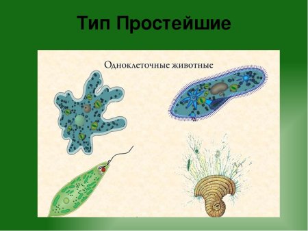 Многообразие одноклеточных организмов