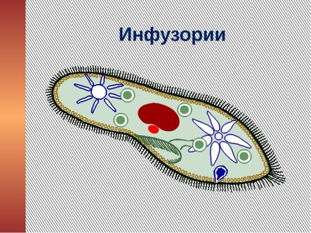Инфузория-туфелька это бактерия