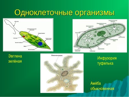 Простейшие животные представители
