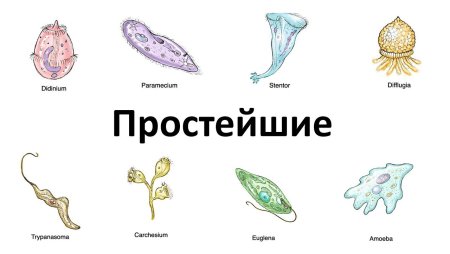 Эвглена инфузория амеба амеба