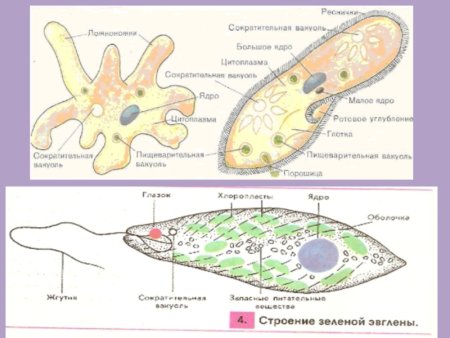Саркодовые жгутиковые инфузории