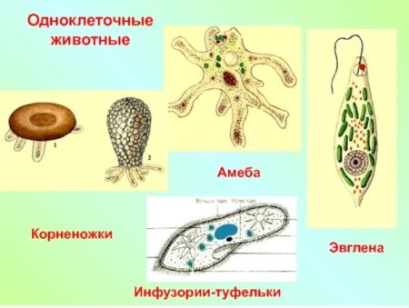 Протисты это одноклеточные организмы
