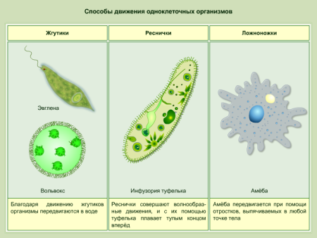 Внешнее строение одноклеточных животных