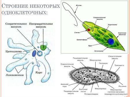 Инфузория туфелька амеба и эвглена