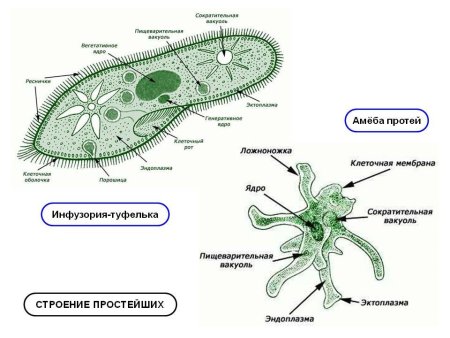 Строение амебы обыкновенной эвглены зеленой инфузории туфельки