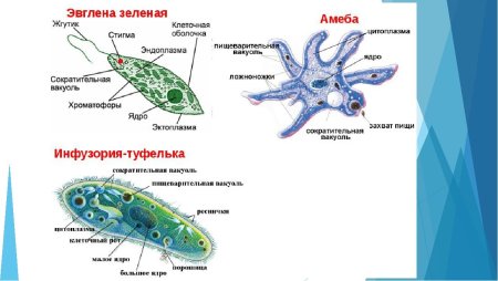 Инфузория туфелька вакуоль