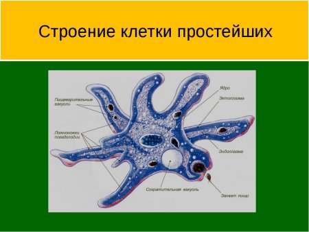 Форма тела амебы Протей
