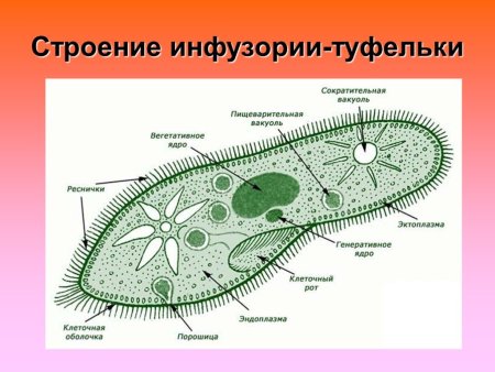 Строение одноклеточных организмов бактерии