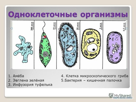 Пищеварительная вакуоль инфузории
