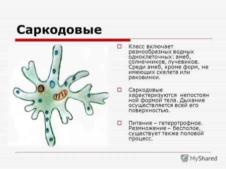 Инфузория туфелька макронуклеус
