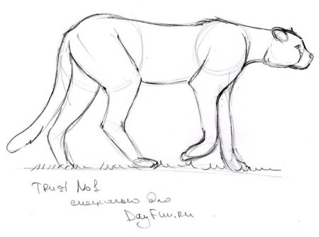 Как нарисовать гепарда