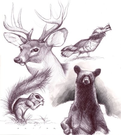 Рисунки для срисовки природа и животные