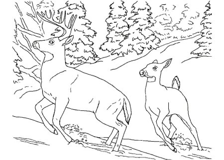 Лесные животные Графика