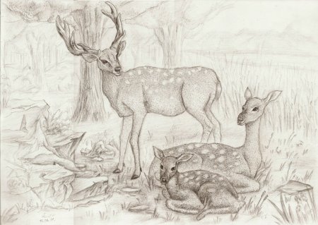 Зимний лес карандашом