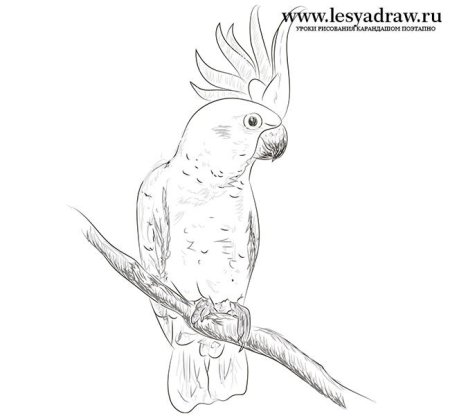 Раскраска попугай корелла