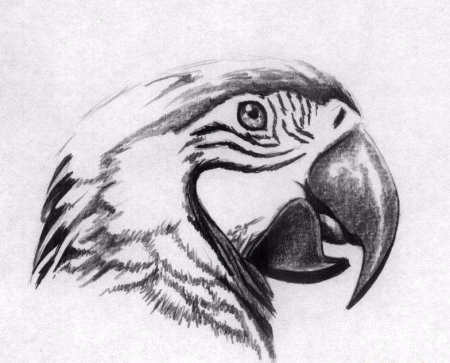 Попугай рисунок карандашом для срисовки