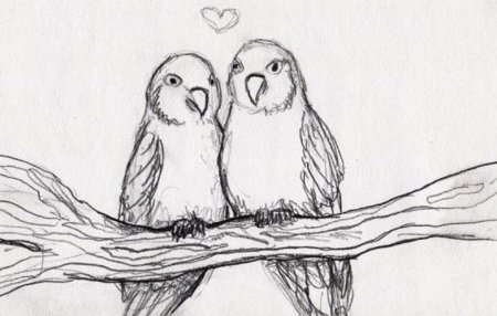 Рисунки птичек для срисовки