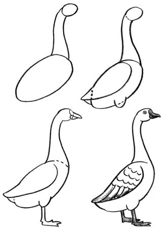 Птичка рисунок карандашом