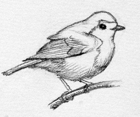 Нарисовать попугайчиков неразлучников